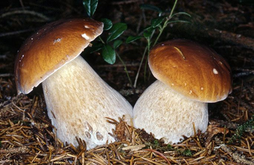 Controllo commestibilità funghi