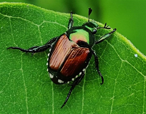 Coleottero Scarabeide del Giappone - Popillia Japonica